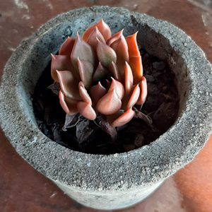 Generic placeholder image