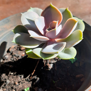 Generic placeholder image