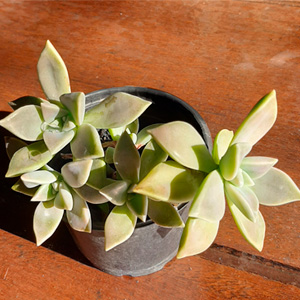 Generic placeholder image
