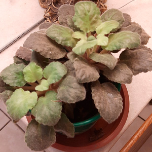 Generic placeholder image